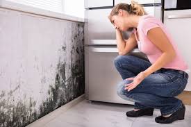 Best Mold Odor Removal Services  in Waverly, IL